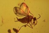 Three Detailed Fossil Flies (Diptera) In Baltic Amber #105508-3